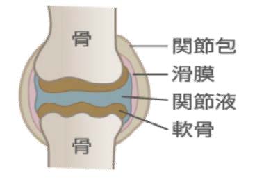 指関節の仕組み